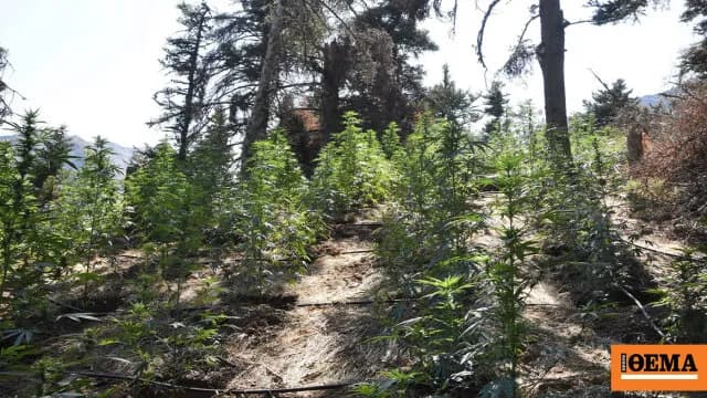 Τεράστια φυτεία κάνναβης εντοπίστηκε στην Κορινθία