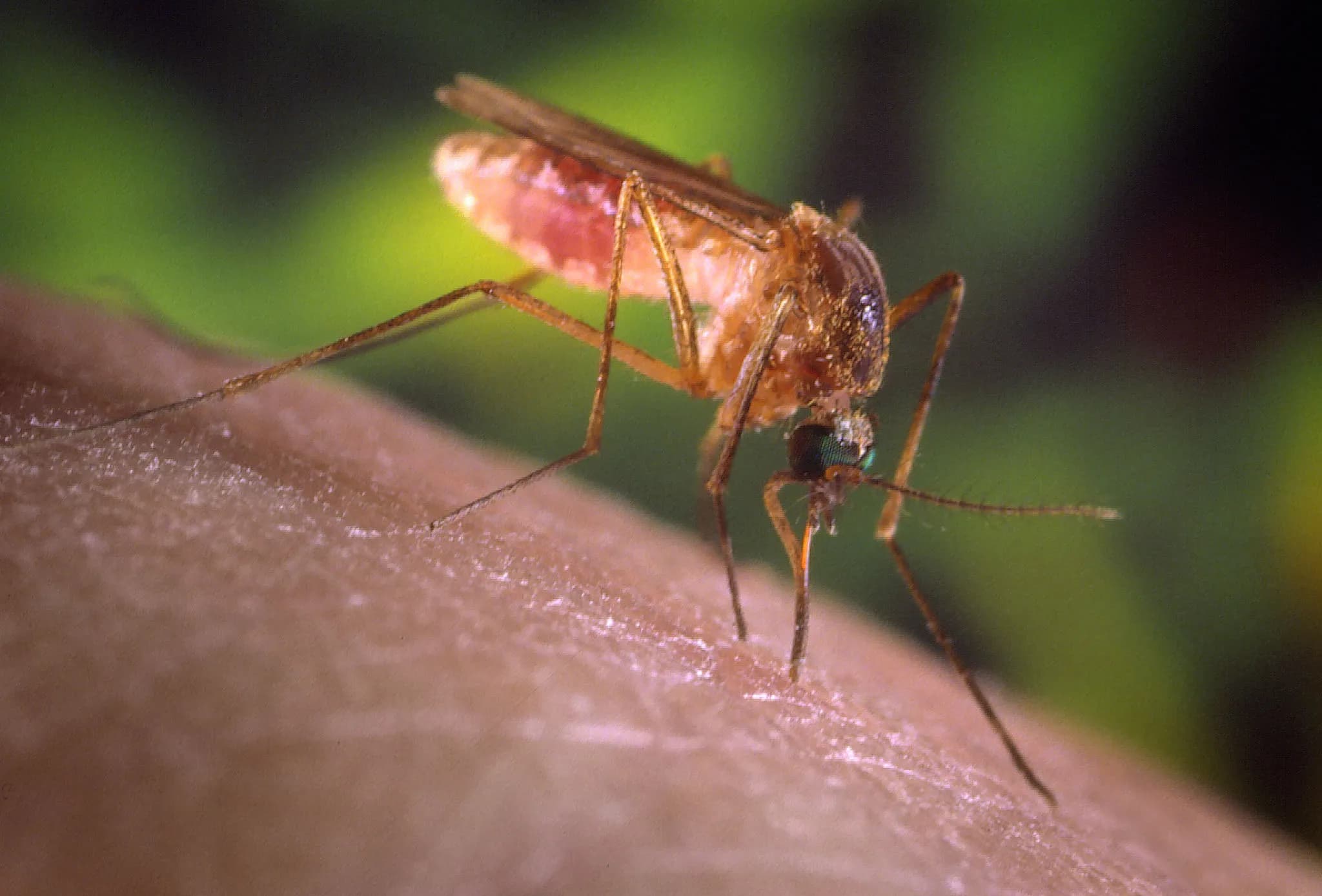 Τα κουνούπια «μαθαίνουν» να αγαπούν το DEET