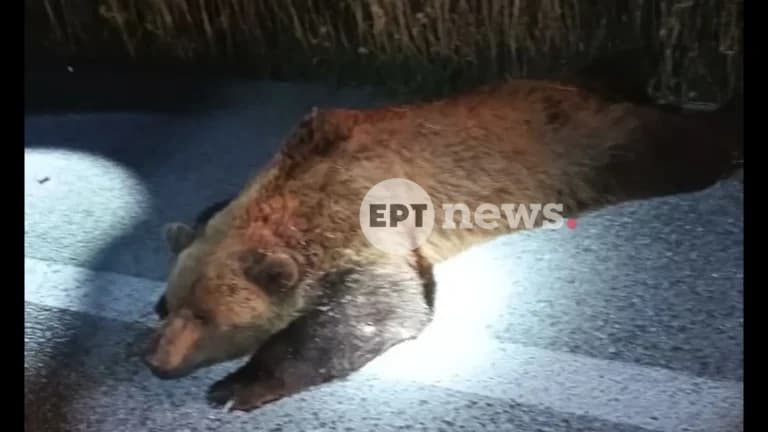 Δύο αρκούδες νεκρές από πυροβολισμούς στη Δυτική Μακεδονία