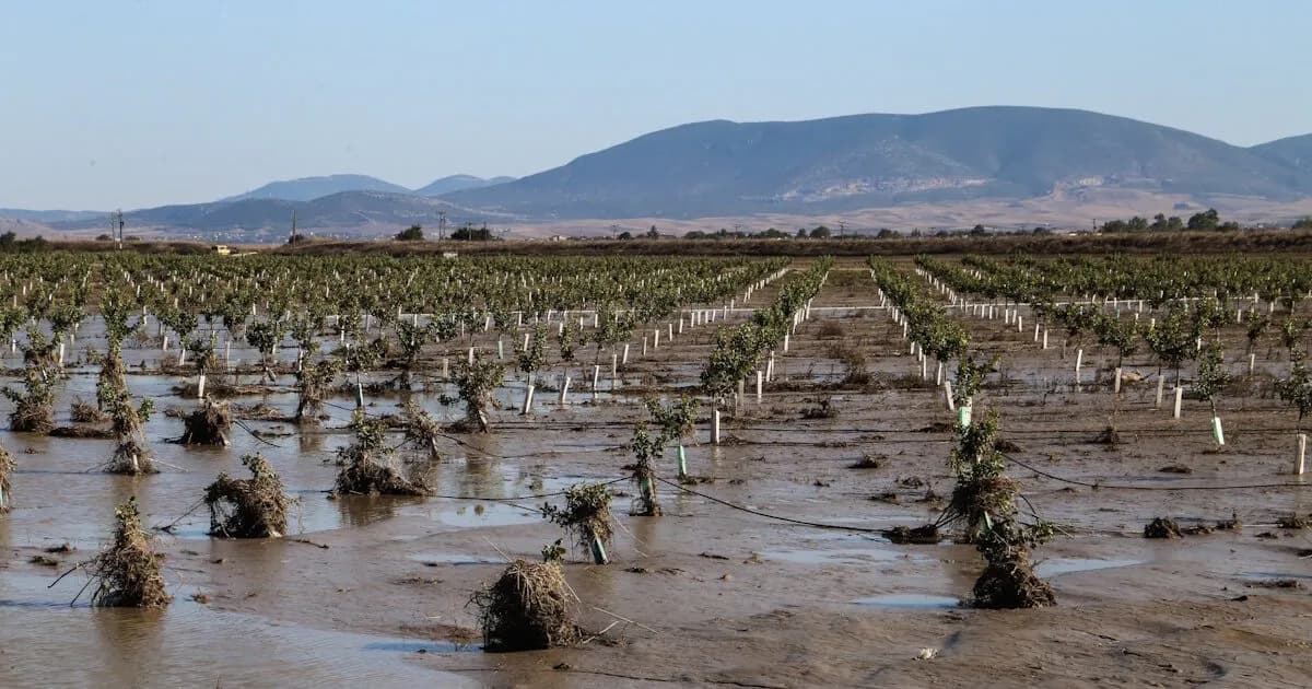 Οι αγρότες παίρνουν 67 εκατ. ευρώ για φωτιές και πλημμύρες