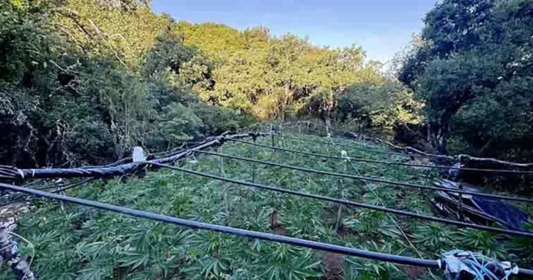 Χασισοφυτεία 1.383 δενδρυλλίων στα Καμένα Βούρλα