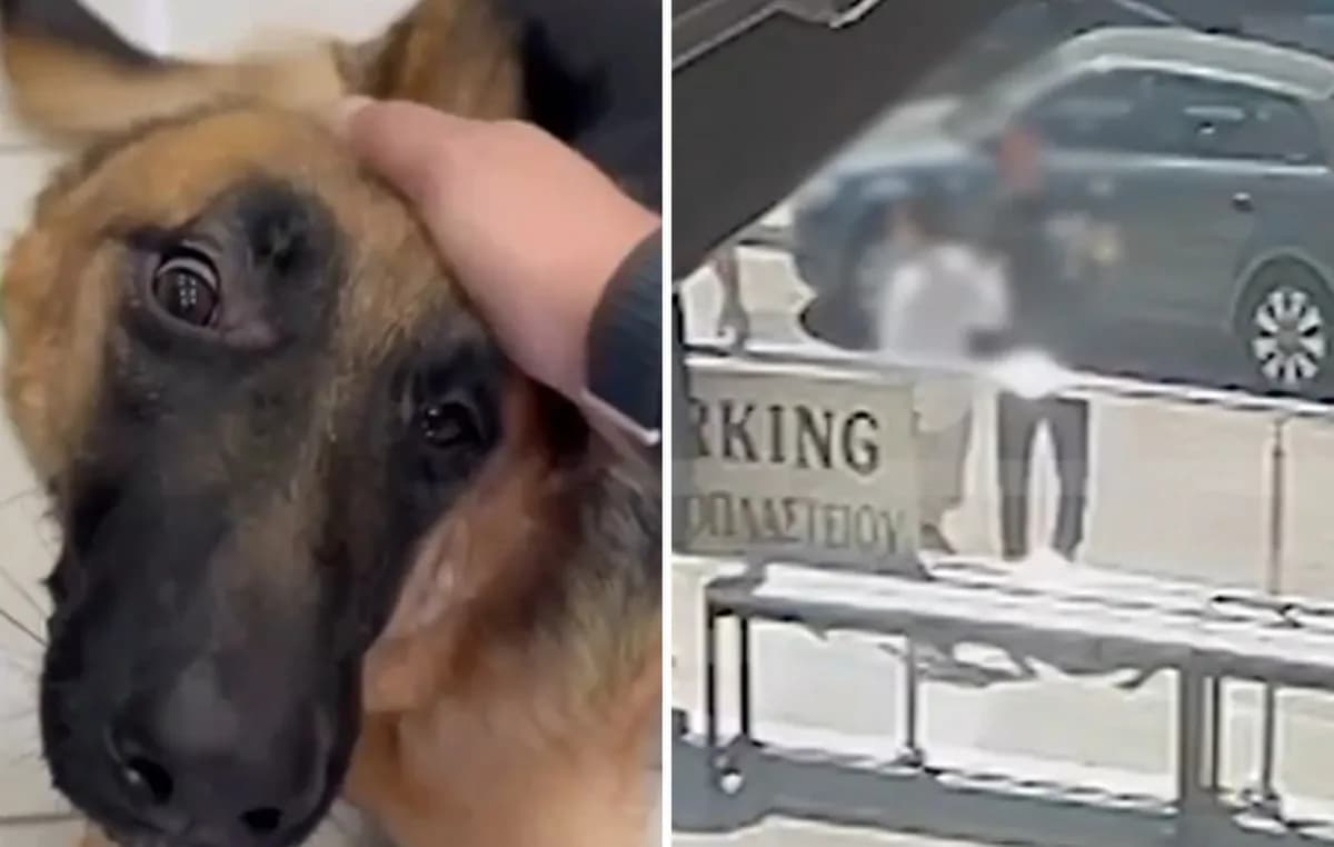 Η Αστυνομία έσωσε σκύλο εγκλωβισμένο σε αυτοκίνητο στη Βάρη