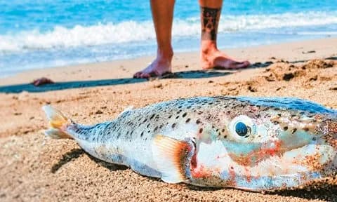 Οι λαγοκέφαλοι κατακτούν τον Σαρωνικό και δαγκώνουν