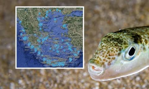 Ο λαγοκέφαλος «κυκλώνει» το Αιγαίο σε δύο δεκαετίες
