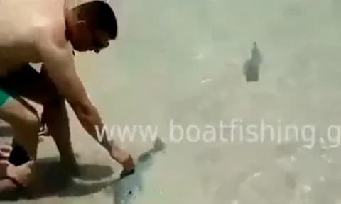 Το viral βίντεο με τον λαγοκέφαλο που δάγκωσε παραθεριστή