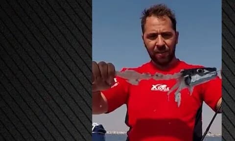 Ο λαγοκέφαλος: Κανίβαλος που τρομάζει τους Έλληνες ψαράδες