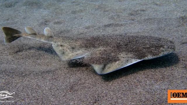 Πρώτος δορυφορικός πομπός σε αγγελοκαρχαρία στη Λήμνο