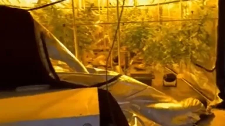 Η φυτεία κάνναβης εντοπίστηκε σε σπίτι στο Καπανδρίτι