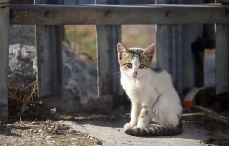 Ελεύθερη η 54χρονη για τον θάνατο γάτας στη Θεσσαλονίκη