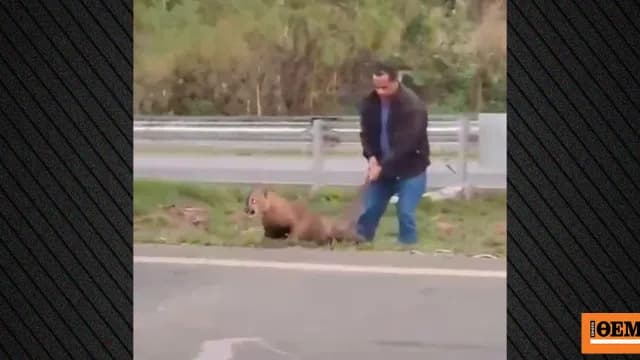 Ο οδηγός τραβά πούμα στη Βραζιλία από την ουρά σε αυτοκινητόδρομο