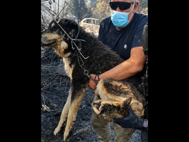 Η φωτιά στο Ωραιόκαστρο: Ηρωική διάσωση σκύλου από αστυνομικούς