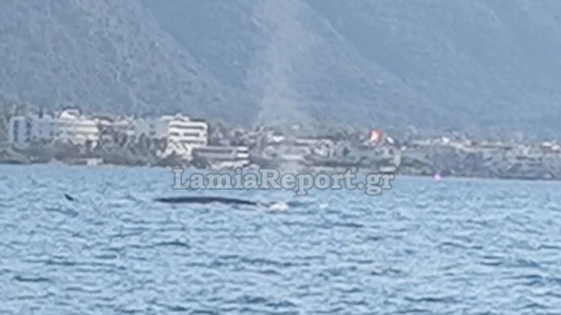 Η φάλαινα-φυσητήρας κάνει βόλτες στα Καμένα Βούρλα