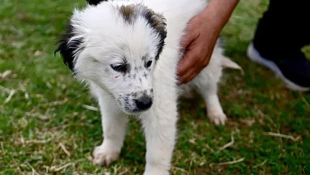 Το εγκαταλελειμμένο κουτάβι του Σχοινιά ψάχνει σπίτι