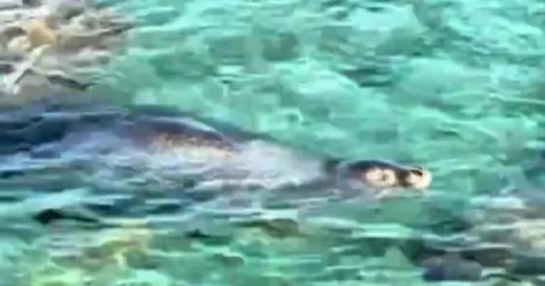 Η φώκια στη Σύμη κολύμπησε δίπλα σε λουόμενους στην παραλία