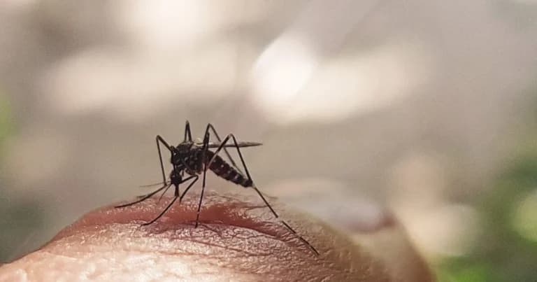 Ο ιός Δυτικού Νείλου: 21 κρούσματα και 13 νοσηλείες στην Ελλάδα