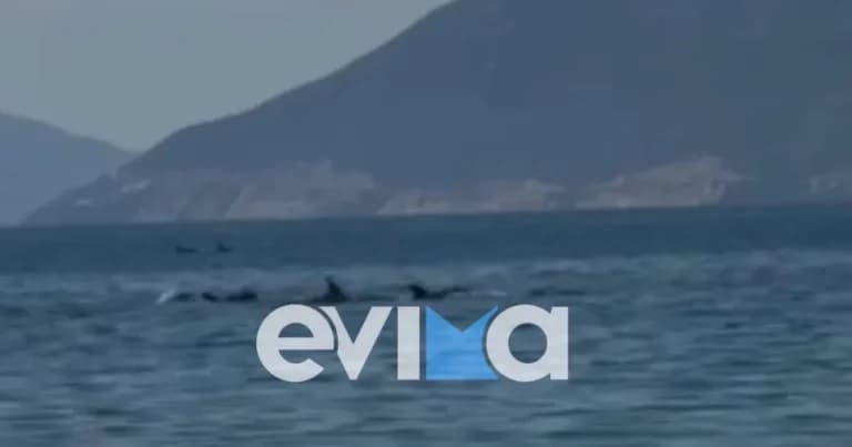 Δελφίνια «εισέβαλαν» στην παραλία των Ροβιών Ευβοίας