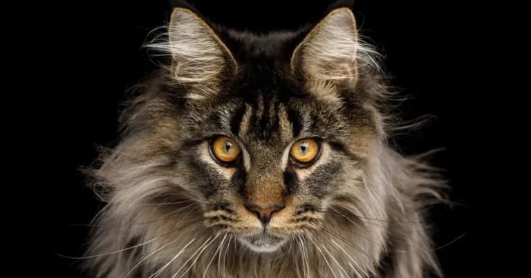 Η Maine Coon: Η γιγάντια γάτα με τον χαρακτήρα σκύλου