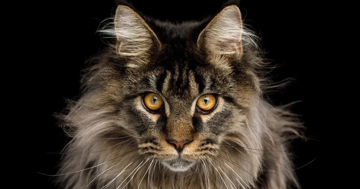 Η Maine Coon: Η γιγάντια γάτα με τον χαρακτήρα σκύλου