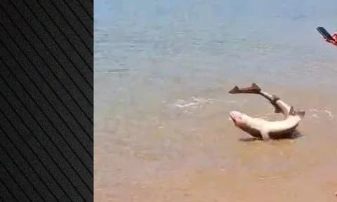 Οι Λειψοί: Πανικός σε παραλία με καρχαριοειδές στα ρηχά