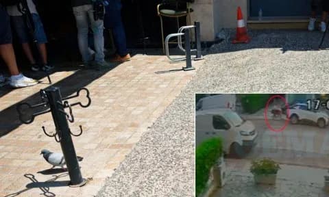 Βριλήσσια: Λυκόσκυλο επιτέθηκε σε 66χρονο, νεκρό το σκυλάκι