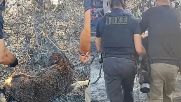 Η συγκινητική διάσωση δύο σκύλων στη Λητή Ωραιοκάστρου