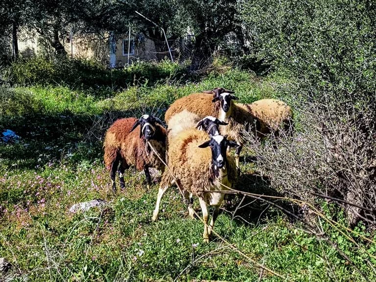 Η Κρήτη παρατείνει τα μέτρα κατά της ευλογιάς αιγοπροβάτων