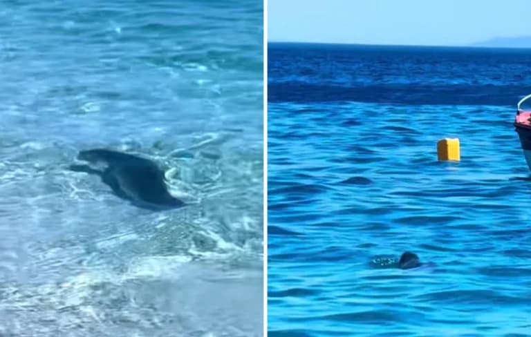 Φώκια εμφανίστηκε στην παραλία της Κινέτας δίπλα σε λουόμενους
