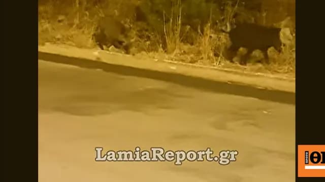 Αγριογούρουνα βγήκαν για βοσκή σε σπίτια στη Λαμία