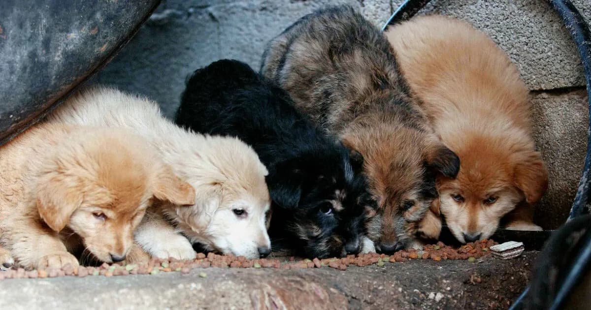 Οπλοστάσιο εντοπίστηκε σε παράνομο εκτροφείο ζώων στα Βίλια