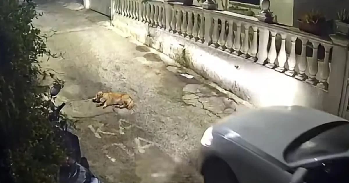 Ο οδηγός συνελήφθη για τη θανάτωση σκύλου στην Κέρκυρα