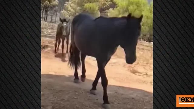 Η διάσωση ζώων συγκλονίζει μετά την πυρκαγιά στα Μέγαρα