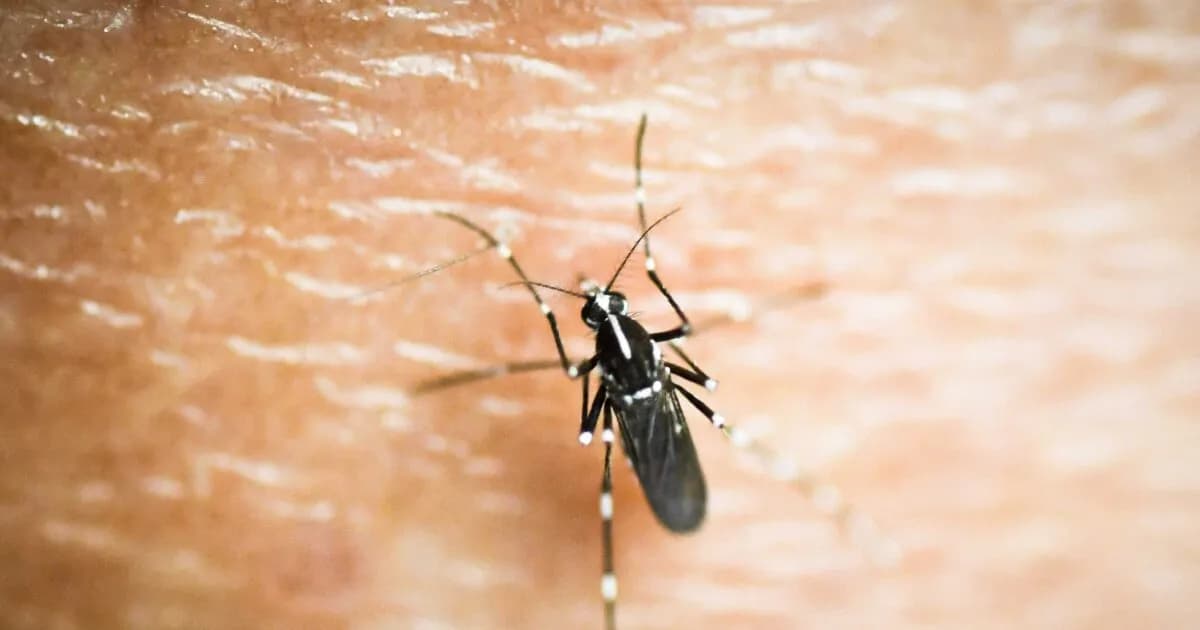 Ο ιός Δυτικού Νείλου προκάλεσε τον πρώτο θάνατο στην Ολλανδία