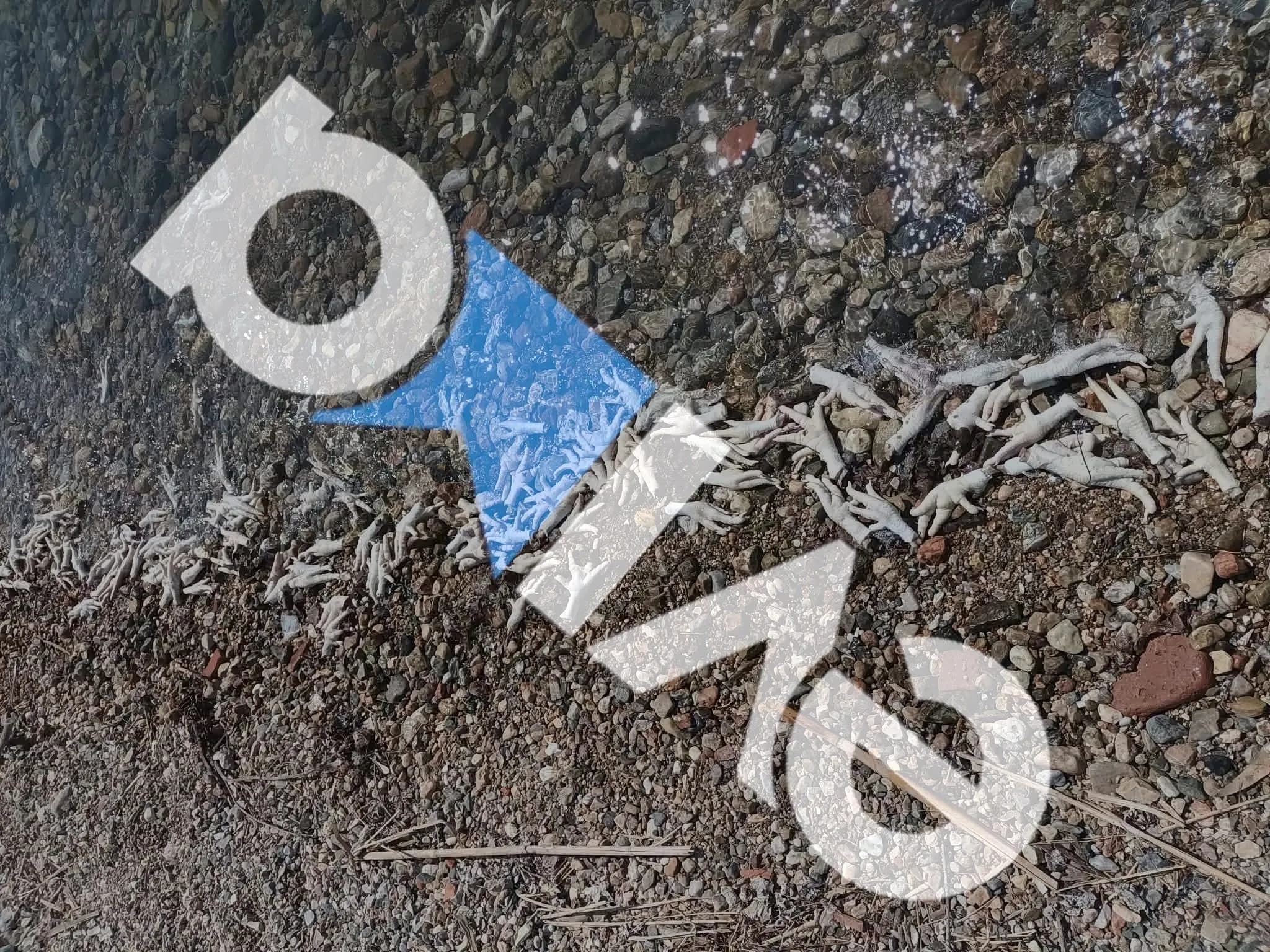 Τα πόδια πουλερικών ξεβράστηκαν σε παραλία της Εύβοιας