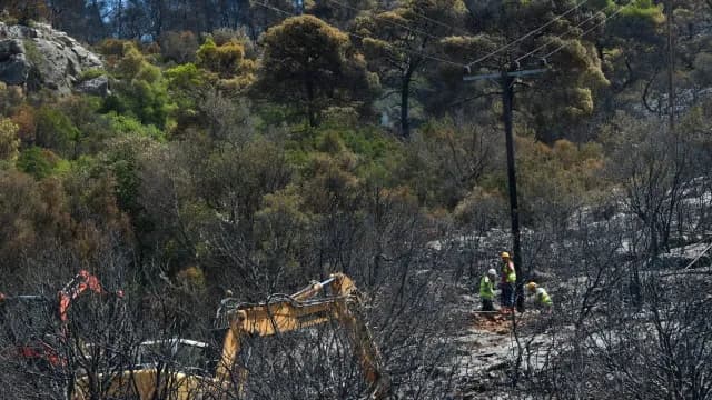 Τα δέντρα που γίνονται ασπίδα του σπιτιού σας στη φωτιά