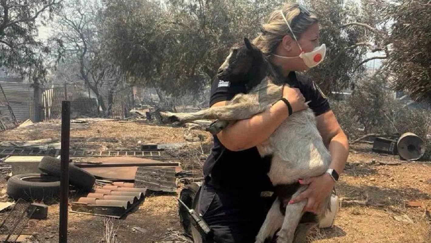Η διοικήτρια του ΑΤ Μάνδρας έσωσε κατσικάκι από τη φωτιά