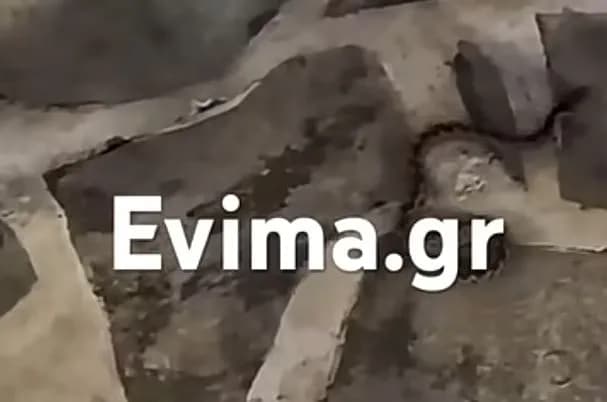 Φίδι σε ταβέρνα της Εύβοιας πέρασε κάτω από τα τραπέζια