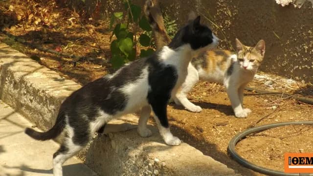 Αγώνας διάσωσης ζώων στις πυρκαγιές της Αττικοβοιωτίας