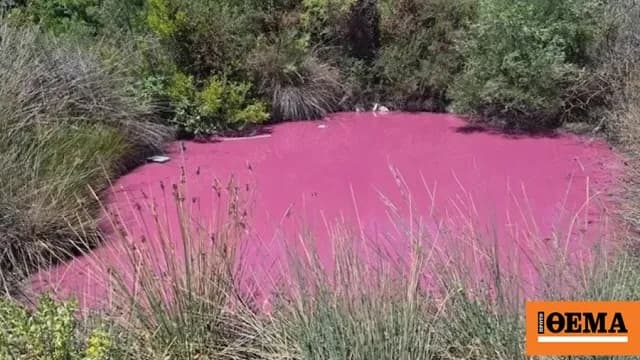 Η λίμνη στην Ηγουμενίτσα «βάφτηκε» ροζ Σπάνιο φαινόμενο