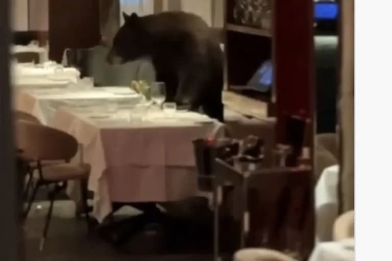 Η αρκούδα στο εστιατόριο του Άσπεν έγινε viral στο διαδίκτυο