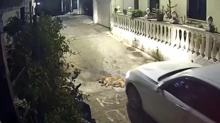 Κέρκυρα: Οδηγός πάτησε σκύλο επίτηδες και τον εγκατέλειψε