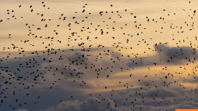 Η Ουάσιγκτον απελευθερώνει 600.000 κουνούπια για έλεγχο πληθυσμού