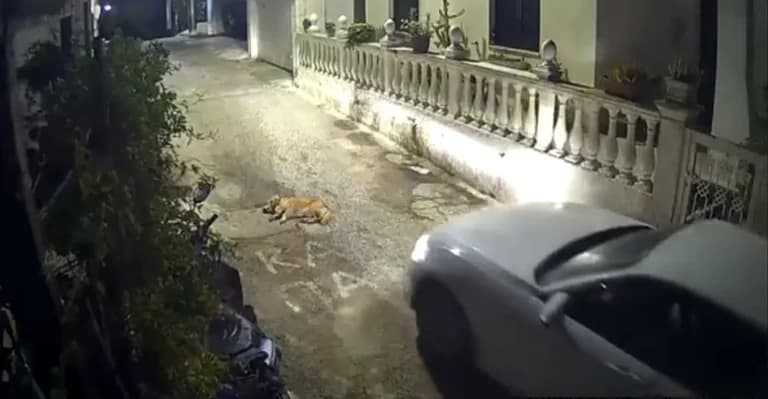 Η οδηγός στην Κέρκυρα που πάτησε σκύλο αντιμετωπίζει κακούργημα