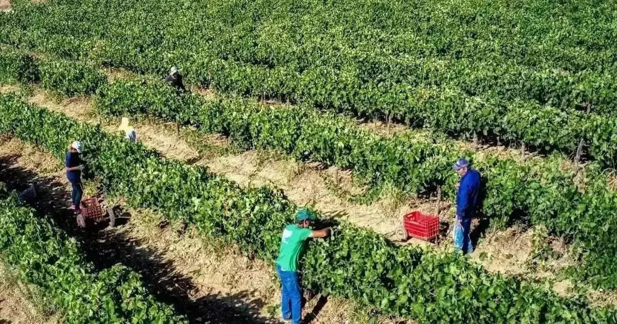Μηδενικός φόρος για τους αγρότες έως 20.000 ευρώ
