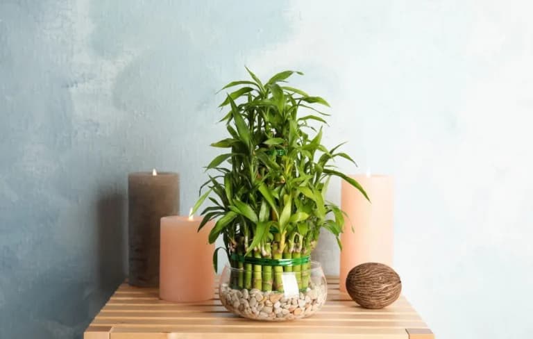 Το Τυχερό Μπαμπού Feng Shui: Πού Να Το Τοποθετήσετε