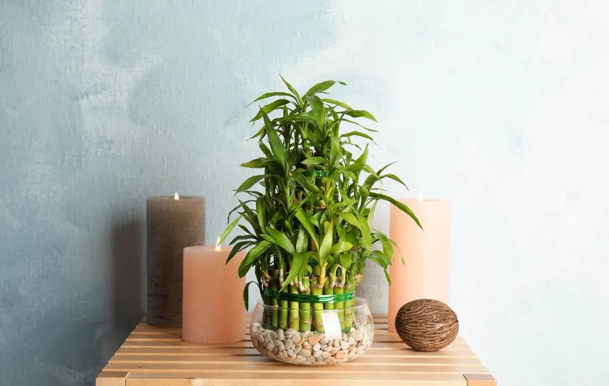 Το Τυχερό Μπαμπού Feng Shui: Πού Να Το Τοποθετήσετε