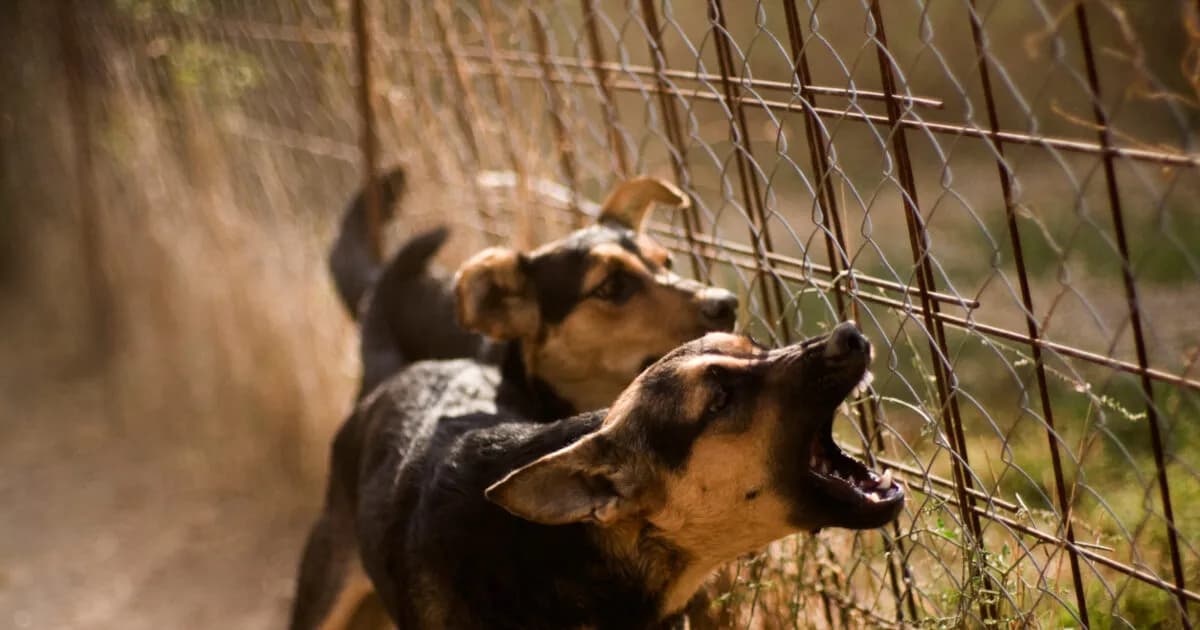 Επίθεση σκυλιών σε 69χρονη τουρίστρια στην Άφησσο Βόλου