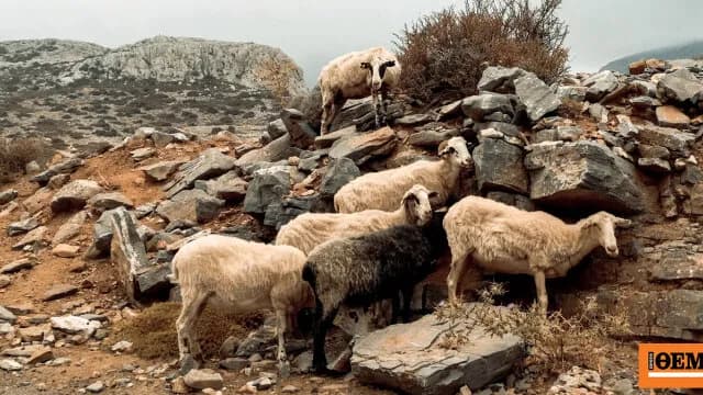Ο κεραυνός στα Ιωάννινα σκότωσε 88 πρόβατα σε βοσκότοπο
