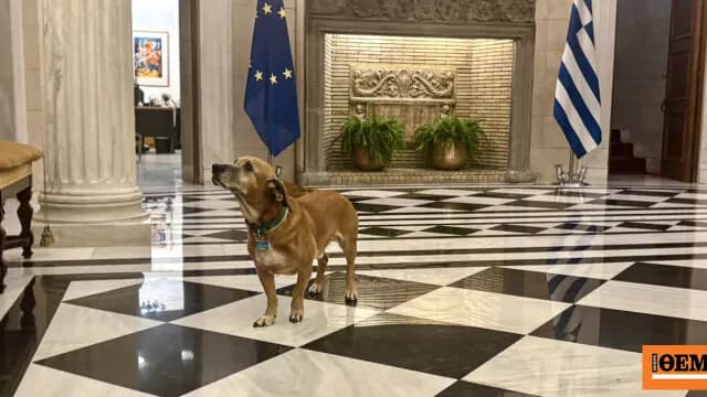 Ο σκύλος Πίνατ του Μαξίμου ξετρέλανε τους Αμερικανούς