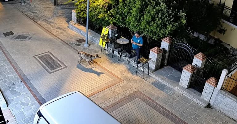 Λύκος στη Νικήτη Χαλκιδικής προκαλεί πανικό στους κατοίκους