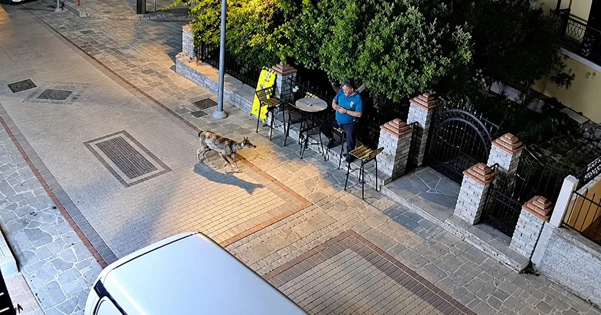 Λύκος στη Νικήτη Χαλκιδικής προκαλεί πανικό στους κατοίκους